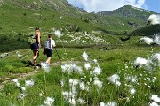 22 Bianchi eriofori nella zona umida dei pascoli dell'Alpe Arale